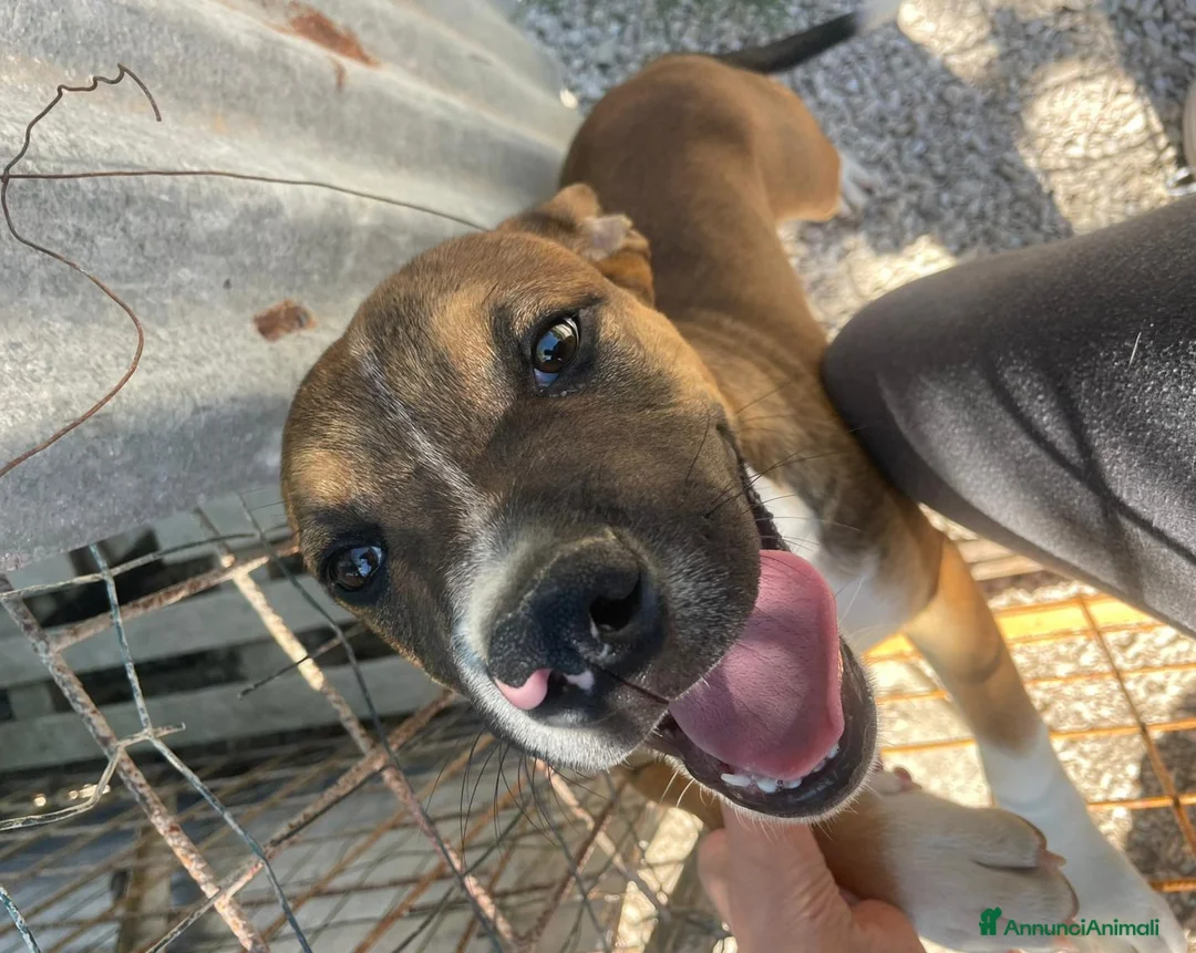 Meticcio cani in regalo: ADORABILE MOLOSSINO - Annuncio 2