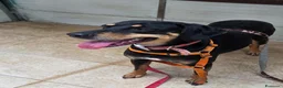 Meticcio cani in regalo: Skylar, una splendida mix segugio - Annuncio 5