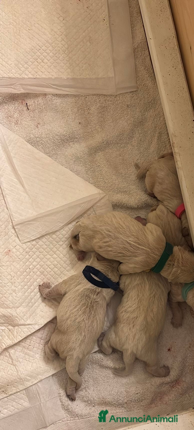 Golden Retriever cani cuccioli golden retriver in vendita  - Annuncio 1