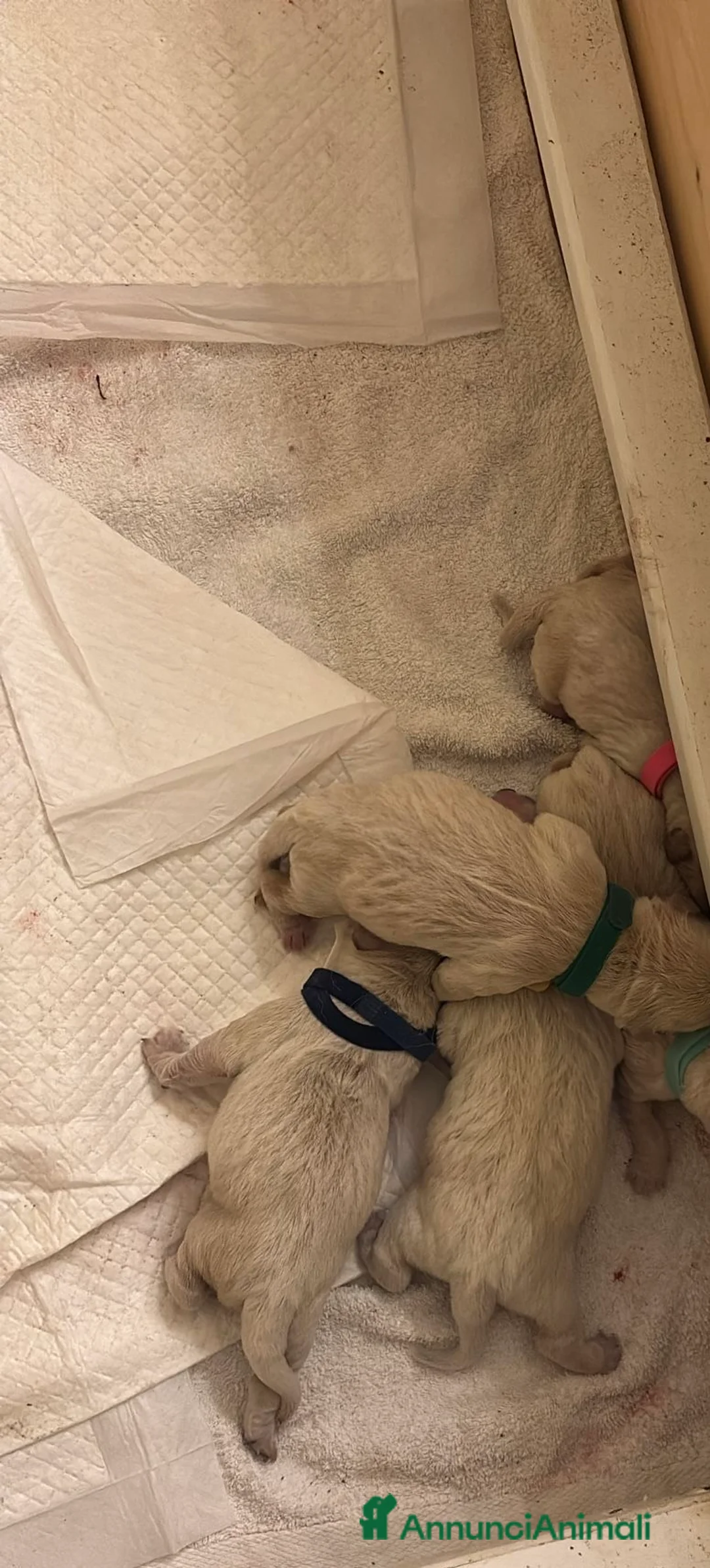 Golden Retriever cani in vendita: cuccioli golden retriver in vendita  - Annuncio 1