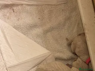 Golden Retriever cani cuccioli golden retriver in vendita - Annuncio 1