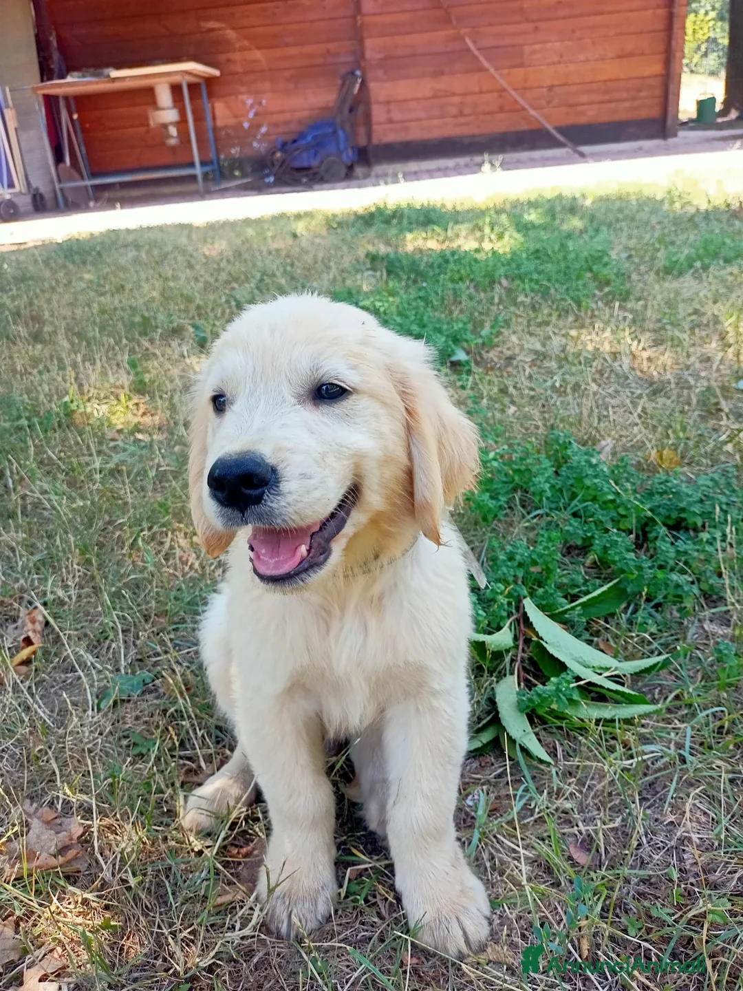 Golden Retriever cani in vendita: Ultimi 2 cuccioli di golden retriever - Annuncio 6