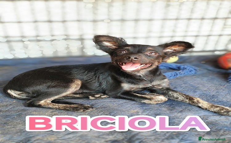 Meticcio cani - Annuncio 2