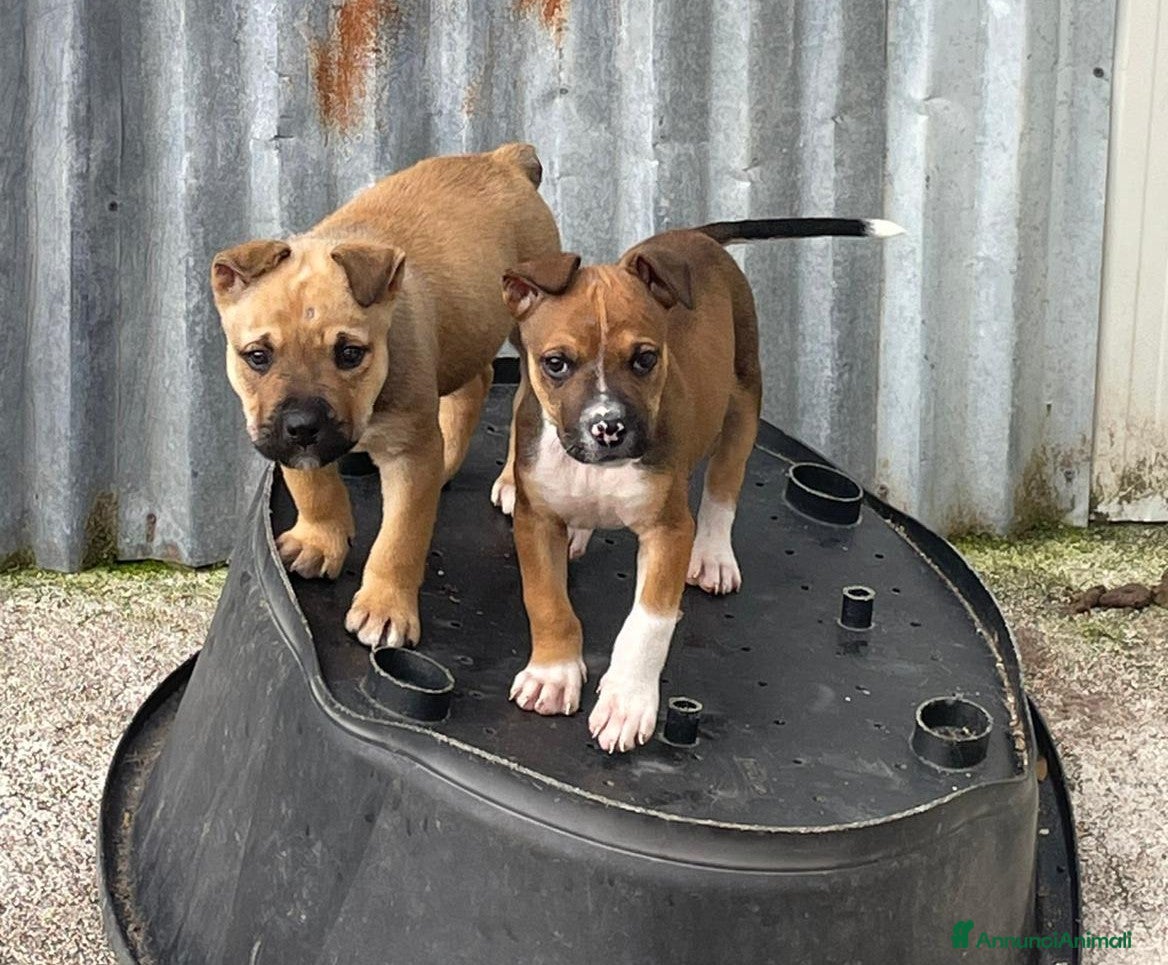 Meticcio cani TENERO CUCCIOLO MIX AMSTAFF - Annuncio 2