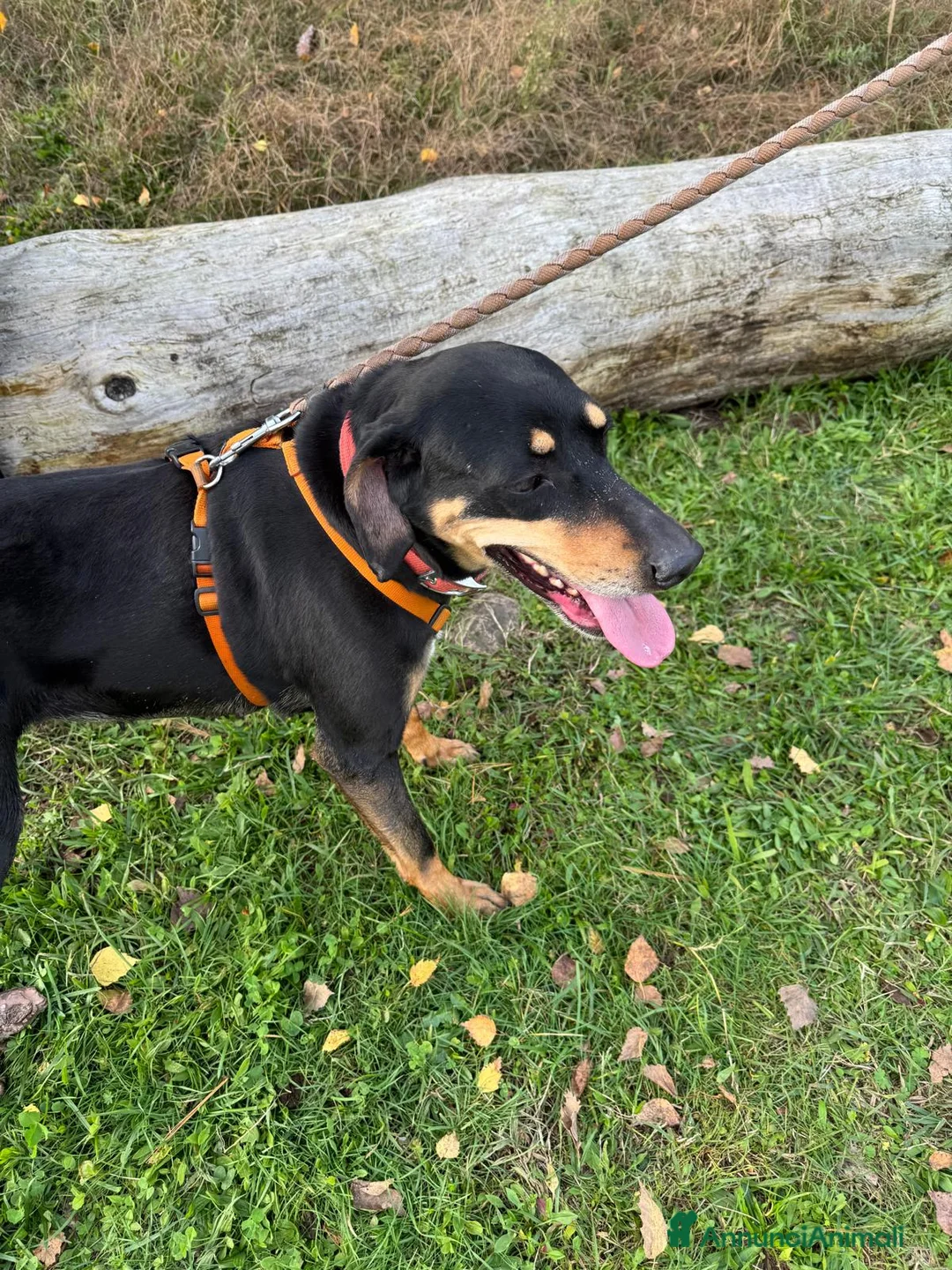Segugio cani in regalo: SKYLAR, una splendida mix segugio a Città metropolitana di Milano - Annuncio 4