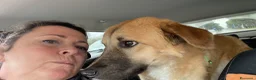 Meticcio cani in regalo: Maya 1 anno, carattere eccezionale a Città Metropolitana di Bologna - Annuncio 12