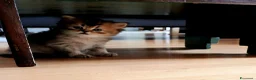 Scottish gatti in vendita: Gattina Scottish Straight  a Provincia di Ancona - Annuncio 9