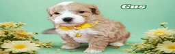 Maltipoo cani in vendita: Cuccioli Tiny Toy Maltipoo F1 - Annuncio 7