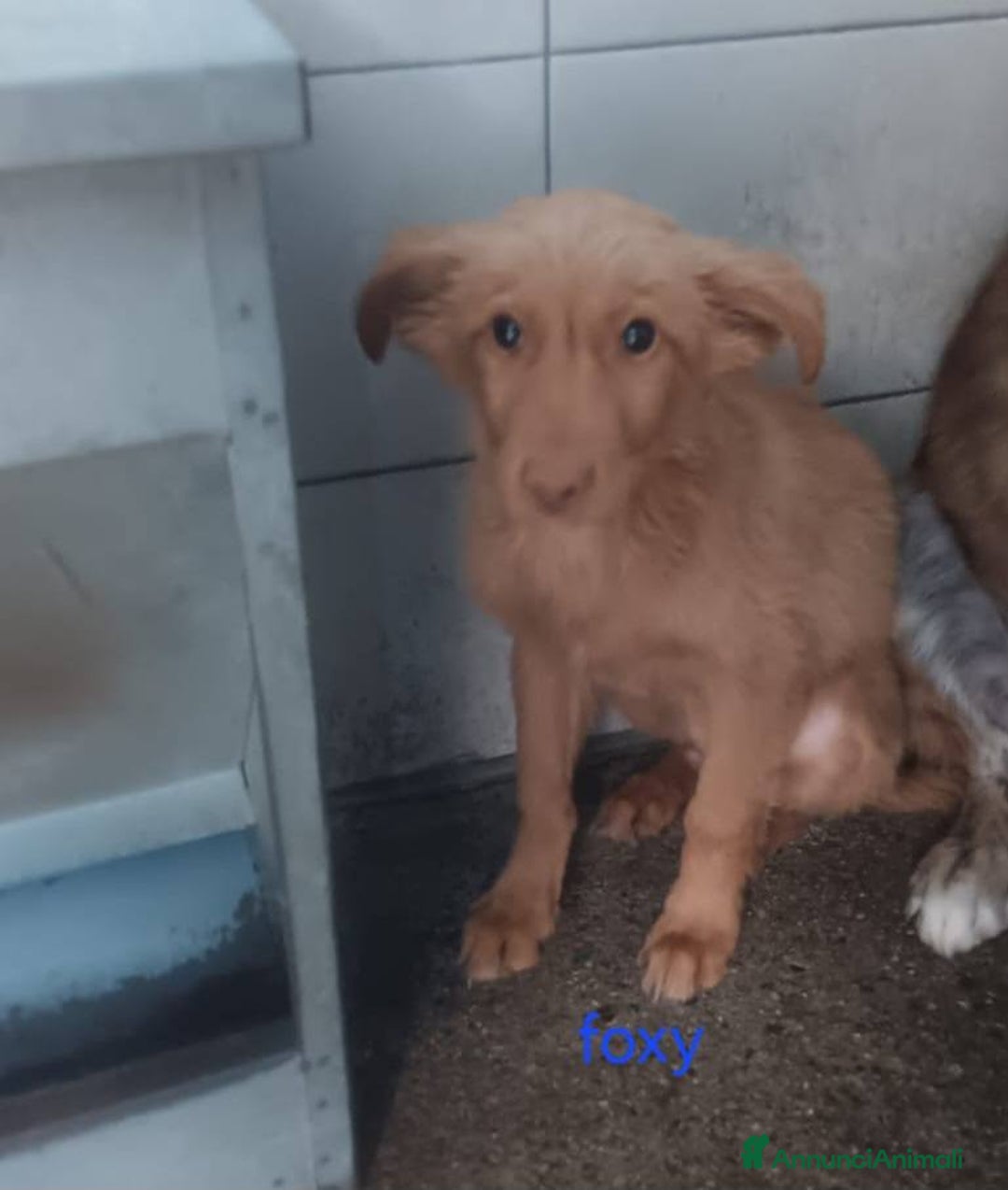 Meticcio cani in regalo: Dana Sissi e Foxi - Annuncio 2