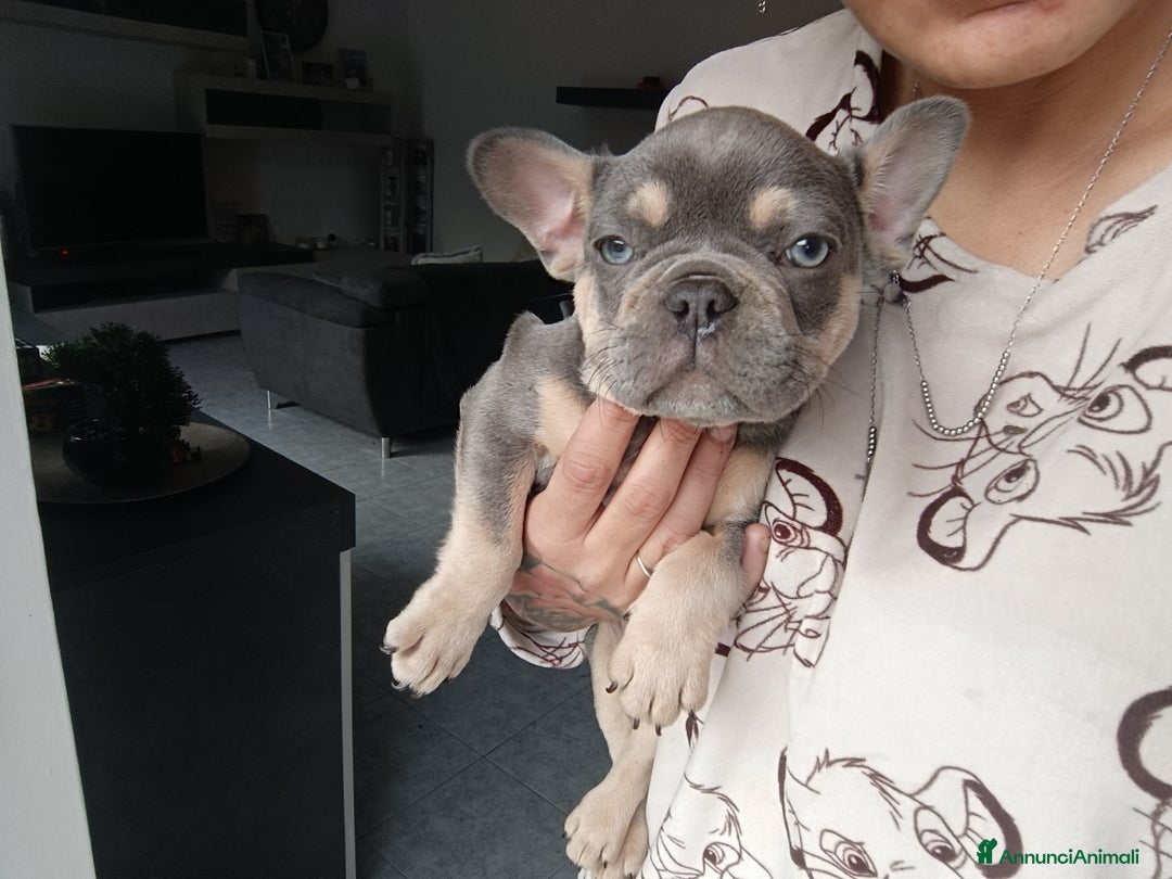 Bulldog Francese cani in vendita: Vendita cucciolo di bulldog francese  - Annuncio 2