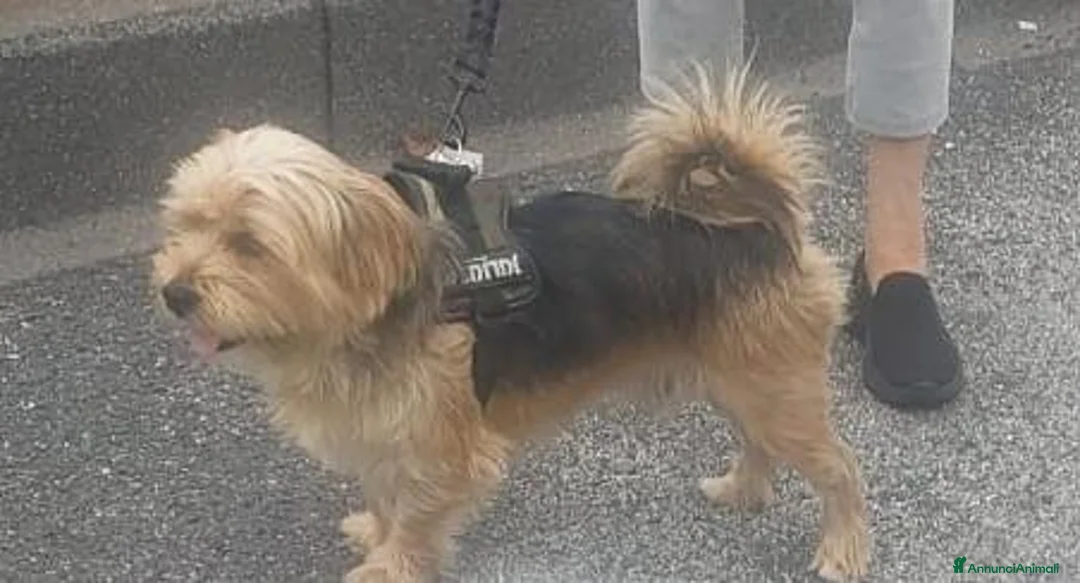 Meticcio cani in regalo: Razza Monkie a Provincia di Chieti - Annuncio 1
