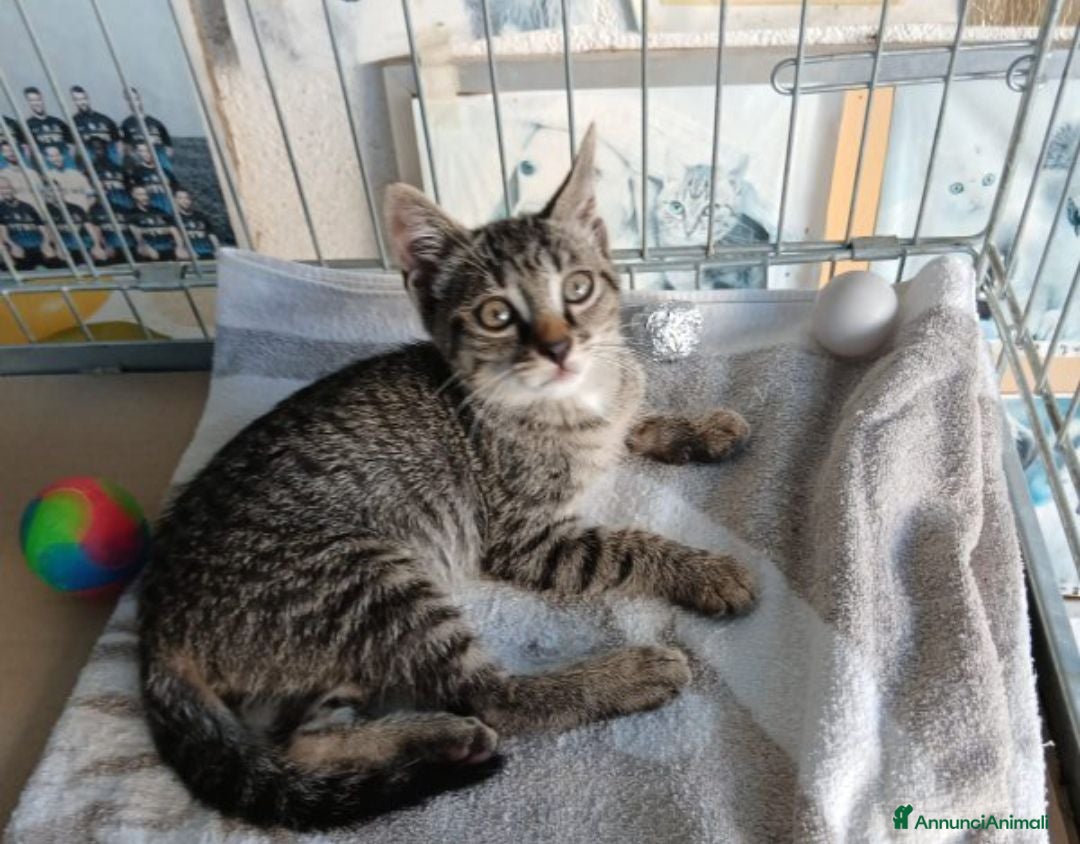 Europeo gatti Due medicine tigrate cercano casa - Annuncio 4