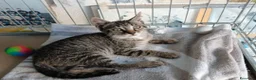Europeo gatti in regalo: Due medicine tigrate cercano casa a Provincia di Bergamo - Annuncio 1