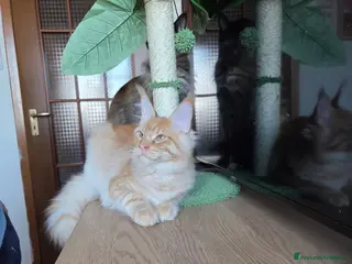 Maine Coon gatti Maine Coon - 2 maschie e 1 femmina - Annuncio 10