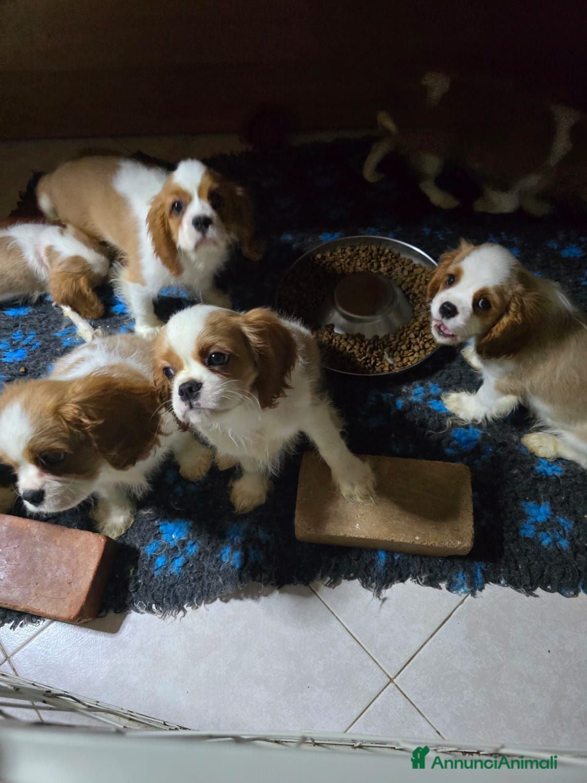 Cavalier King cani 3 bellissimi cavalier king  - Annuncio 2