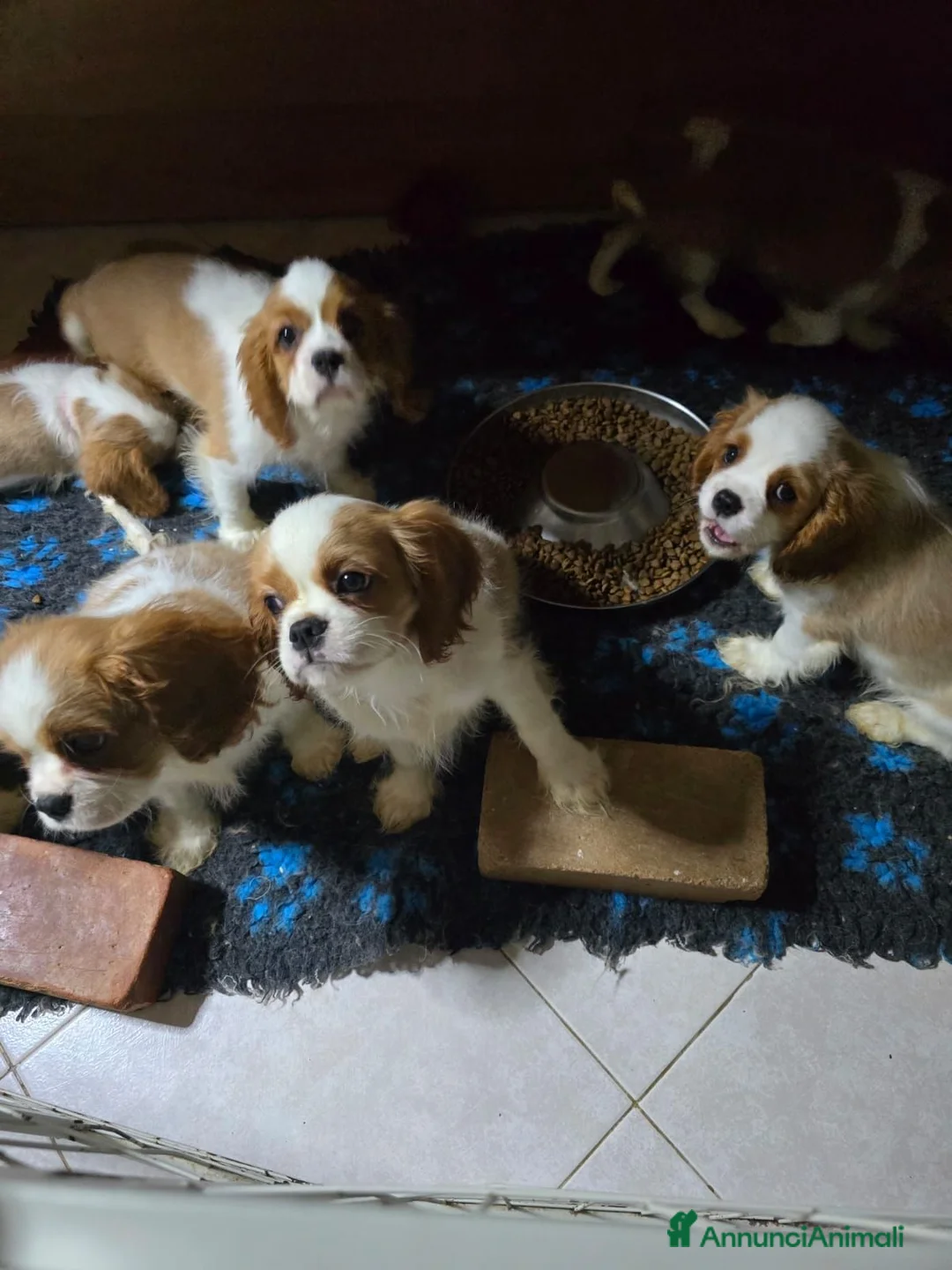 Cavalier King cani in vendita: 3 bellissimi cavalier king  - Annuncio 2