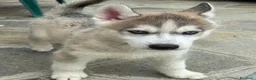 Husky cani in vendita: Husky di tre mesi - Annuncio 11