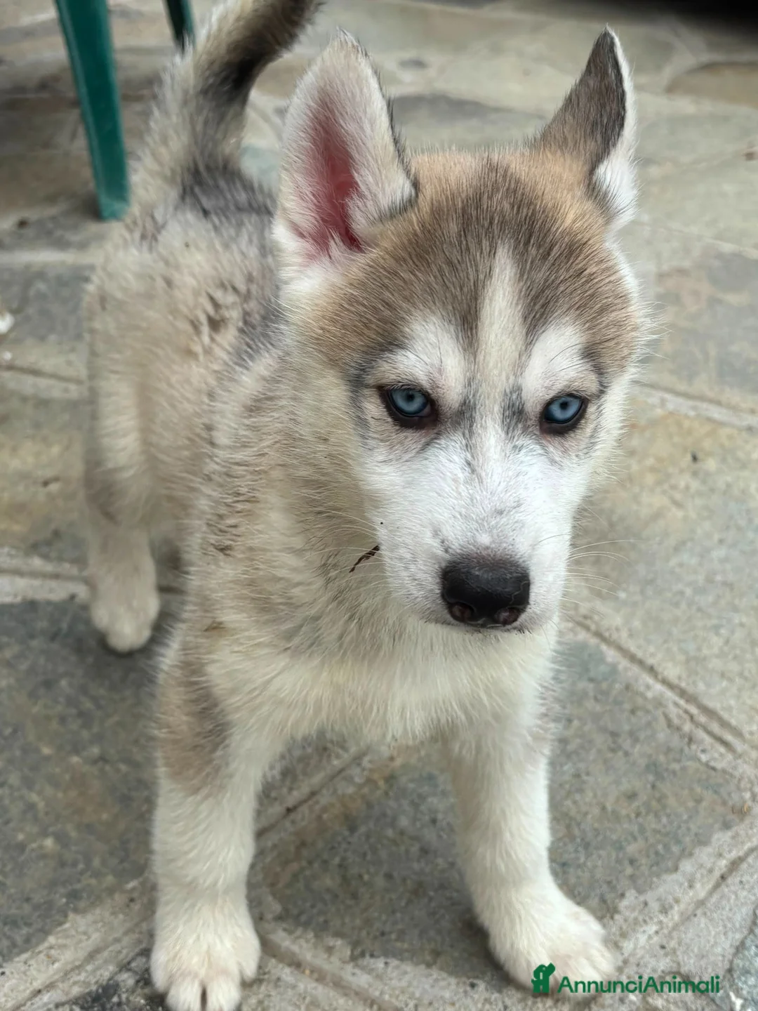 Husky cani in vendita: Husky di tre mesi - Annuncio 11