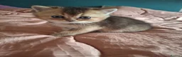 Scottish gatti in vendita: Gattini Scottish Straight  - Annuncio 13