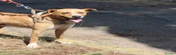 Meticcio cani in regalo: SPILLO 💙 pronto a fidarsi ancora 😍 a Provincia di Cremona - Annuncio 2