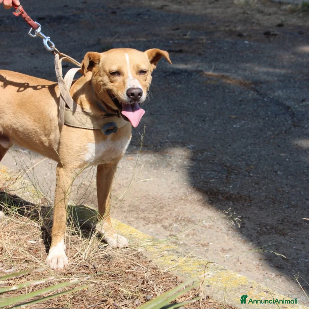 Meticcio cani in regalo: SPILLO 💙 pronto a fidarsi ancora 😍 a Provincia di Cremona - Annuncio 2