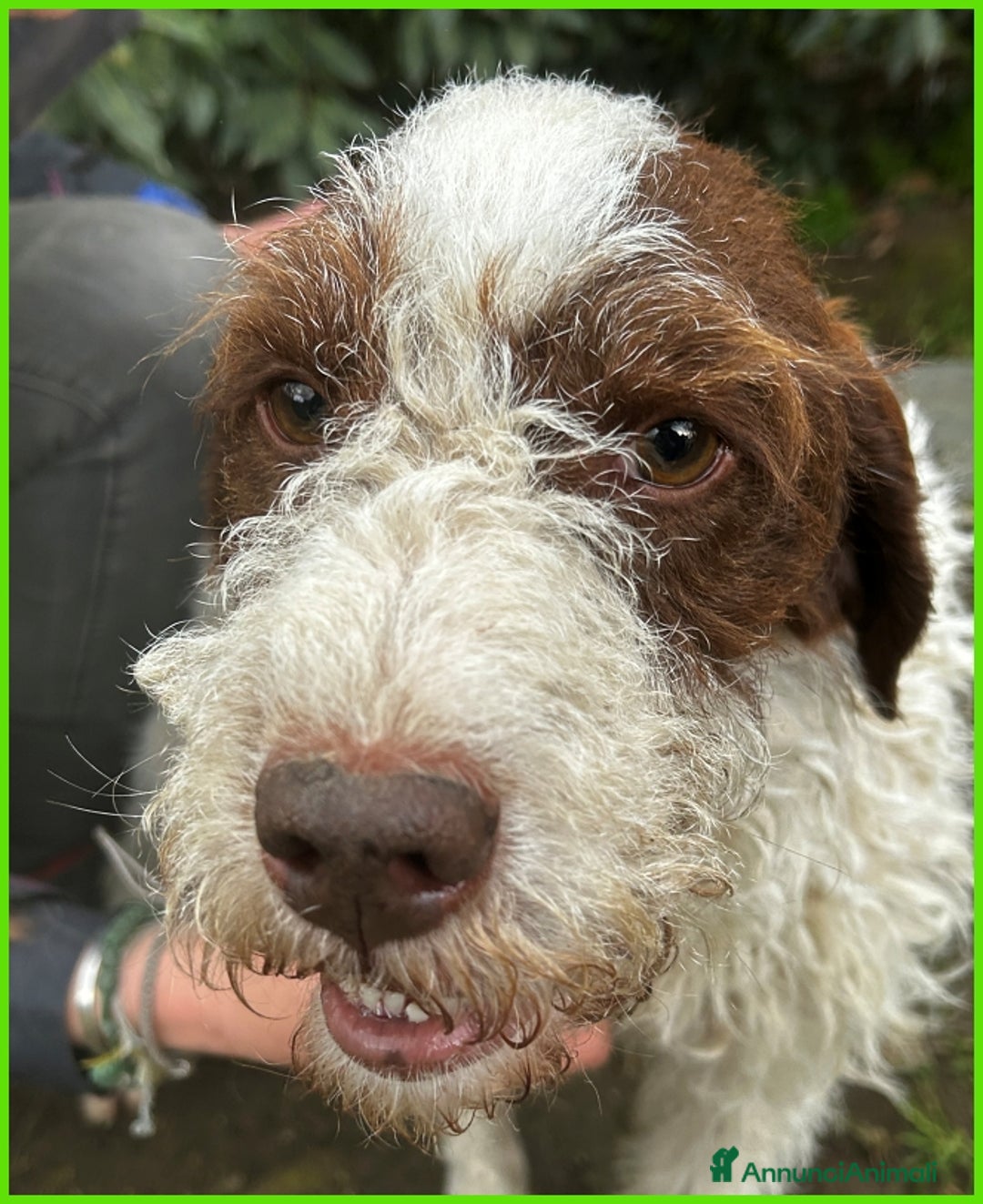 Lagotto cani in regalo: URGENTISSIMO! FORLI' GIOVANE CAGNOLINO CON UNA BRU a Città metropolitana di Milano - Immagine 11