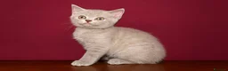 British gatti in vendita: 💜 UNA PICCOLA MERAVIGLIA COLOR LILAC 💜 a Città metropolitana di Milano - Annuncio 2
