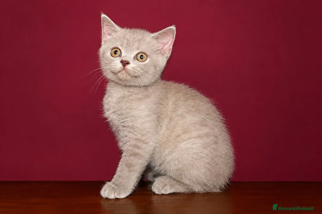 British gatti in vendita: 💜 UNA PICCOLA MERAVIGLIA COLOR LILAC 💜 a Città metropolitana di Milano - Annuncio 2