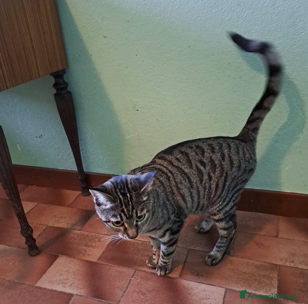 Europeo gatti in regalo: GRACE e KEVIN, teneri gattini in adozione! - Annuncio 5