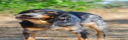 Meticcio cani in regalo: 𝗙𝗥𝗘𝗬𝗔, simil setter a Provincia di Lecce - Annuncio 11