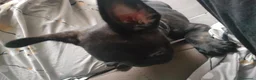 Bulldog Francese cani in vendita: Cucciolo di Bulldog Francese - Annuncio 6