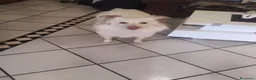Meticcio cani in regalo: Yuki vorrebbe avere una famiglia  - Annuncio 4