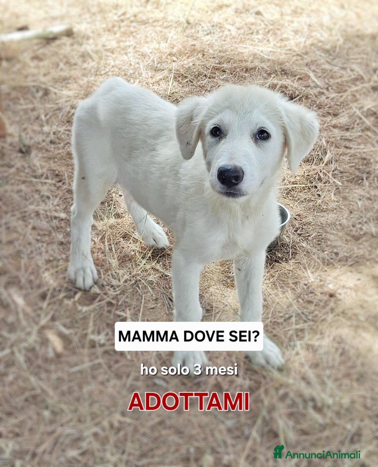 Meticcio cani PROVOLA 🩷 PER LEI CASA È ANCORA UN SOGNO - Annuncio 26