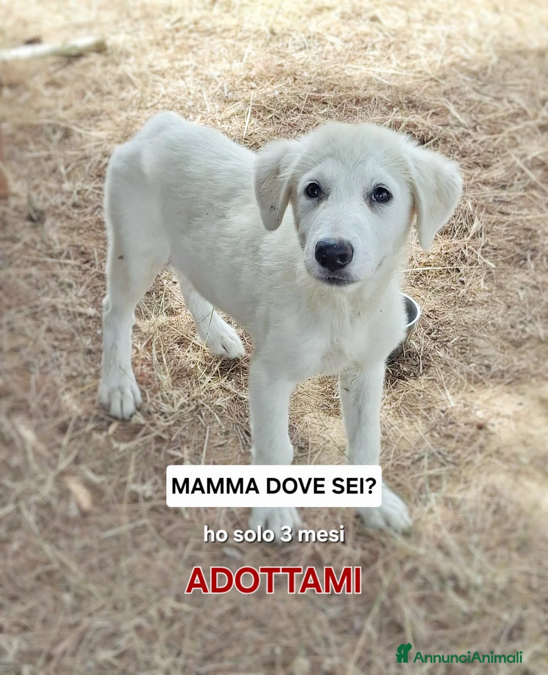 Meticcio cani in regalo: PROVOLA 🩷 PER LEI CASA È ANCORA UN SOGNO a Provincia di Alessandria - Annuncio 1