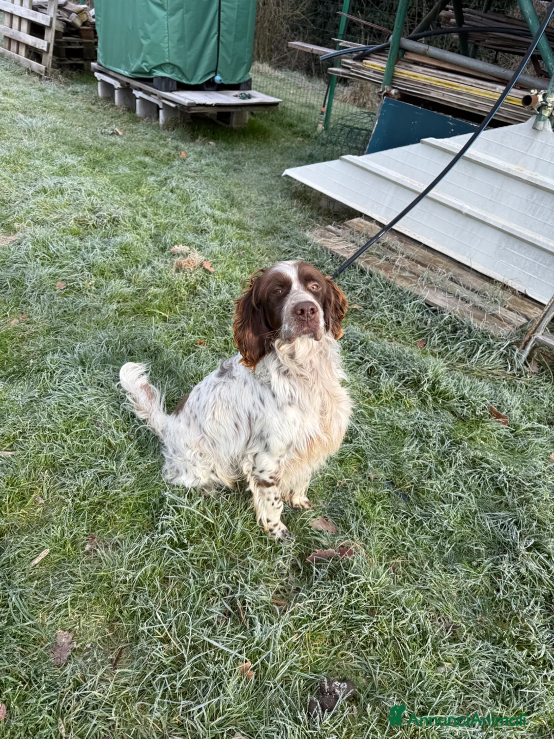 Setter Inglese cani in regalo: setter inglese maschio bianco fegato-dolcissimo a Provincia di Arezzo - Annuncio 1