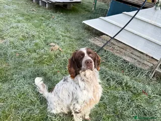 Setter Inglese cani setter inglese maschio bianco fegato-dolcissimo - Annuncio 1