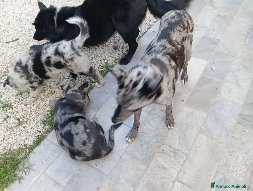 Cane delle Alpi Apuane cani in vendita: Pastore apuano a Provincia di Livorno - Annuncio 2