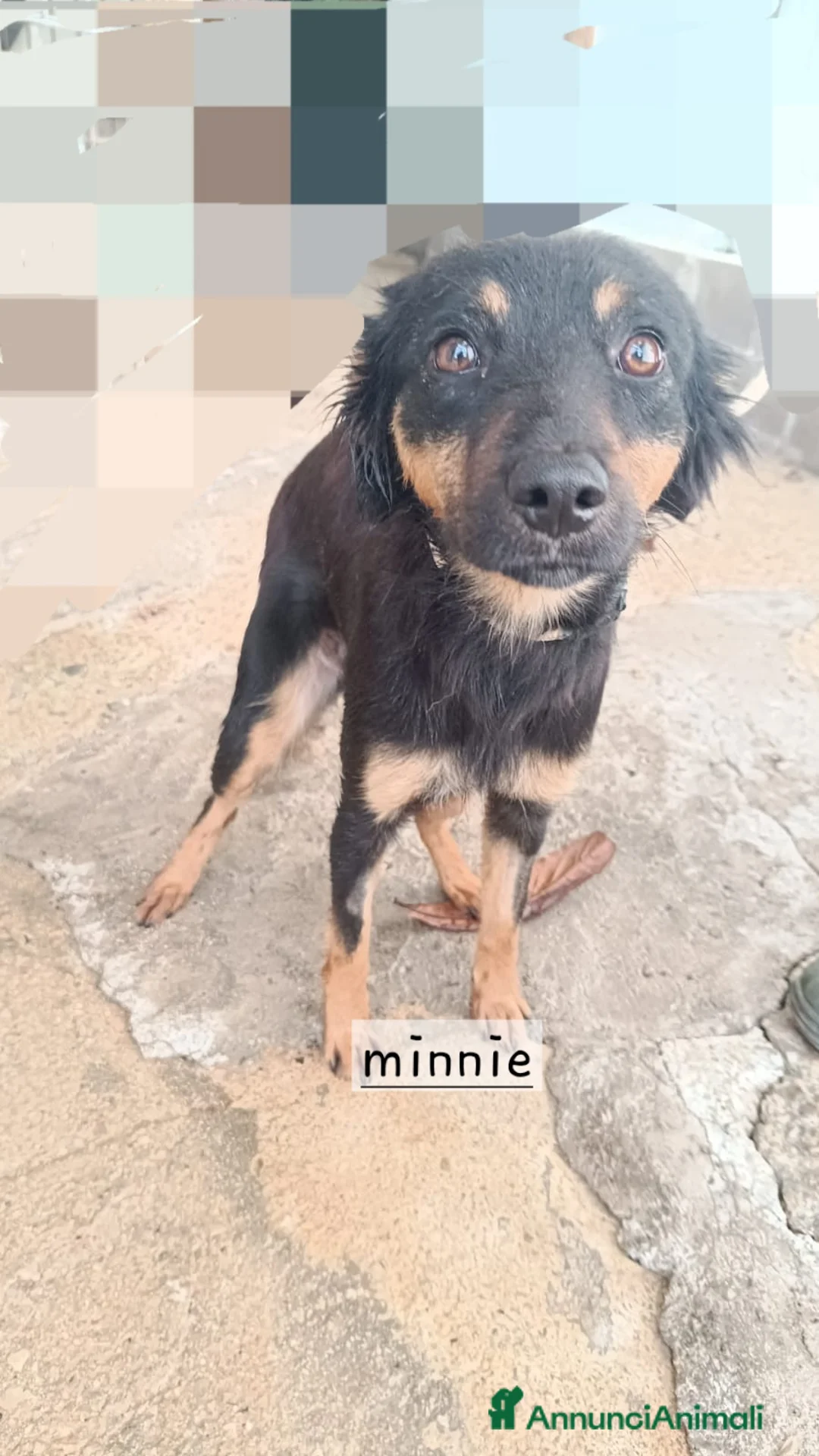 Meticcio cani in regalo: Cuccioli di taglia media - Annuncio 2