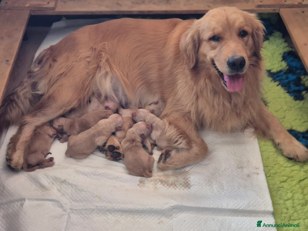 Golden Retriever cani in vendita: Cucciolata 100% americana  - Annuncio 4