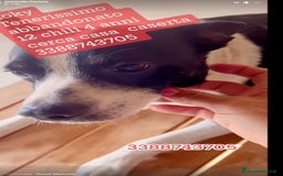 Meticcio cani in regalo: Rocky 4anni kg12 mollato mesi fa.CASERTA HELP a Città metropolitana di Milano - Immagine 8