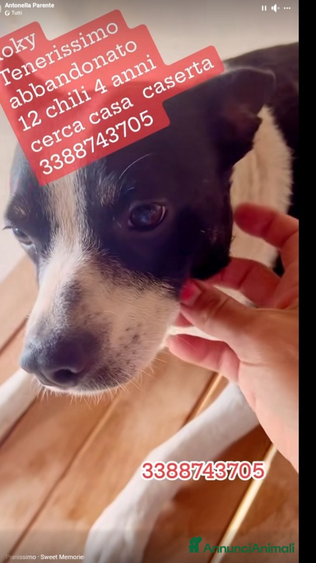 Meticcio cani in regalo: Rocky 4anni kg12 mollato mesi fa.CASERTA HELP a Città metropolitana di Milano - Immagine 8