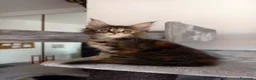 Maine Coon gatti in vendita: Cucciola Maine coon dai colori fantastici  - Annuncio 3