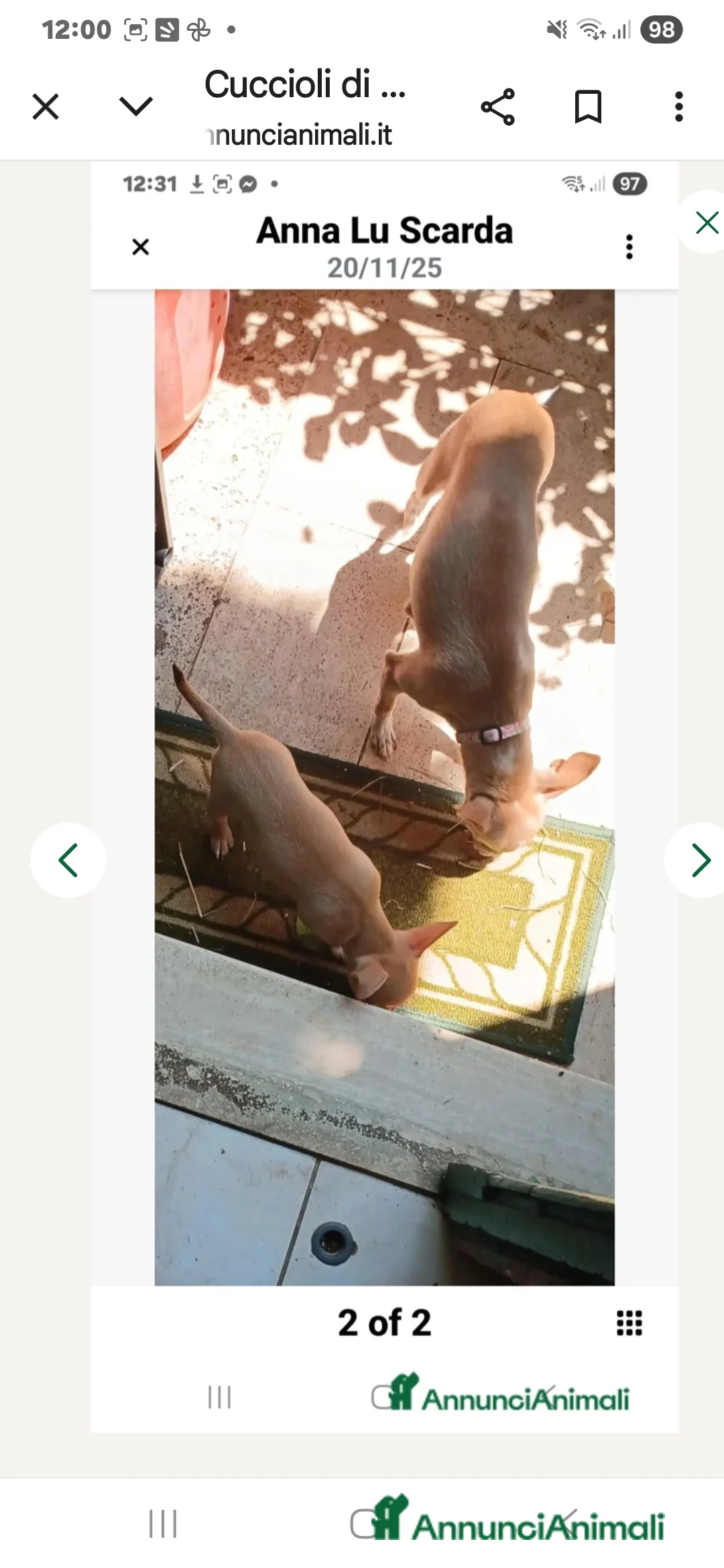 Chihuahua cani in vendita: Cuccioli di chihuahua - Annuncio 20