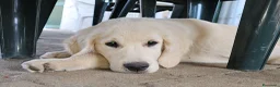 Golden Retriever cani in vendita: CUCCIOLI GOLDEN RETRIEVER  - Annuncio 3