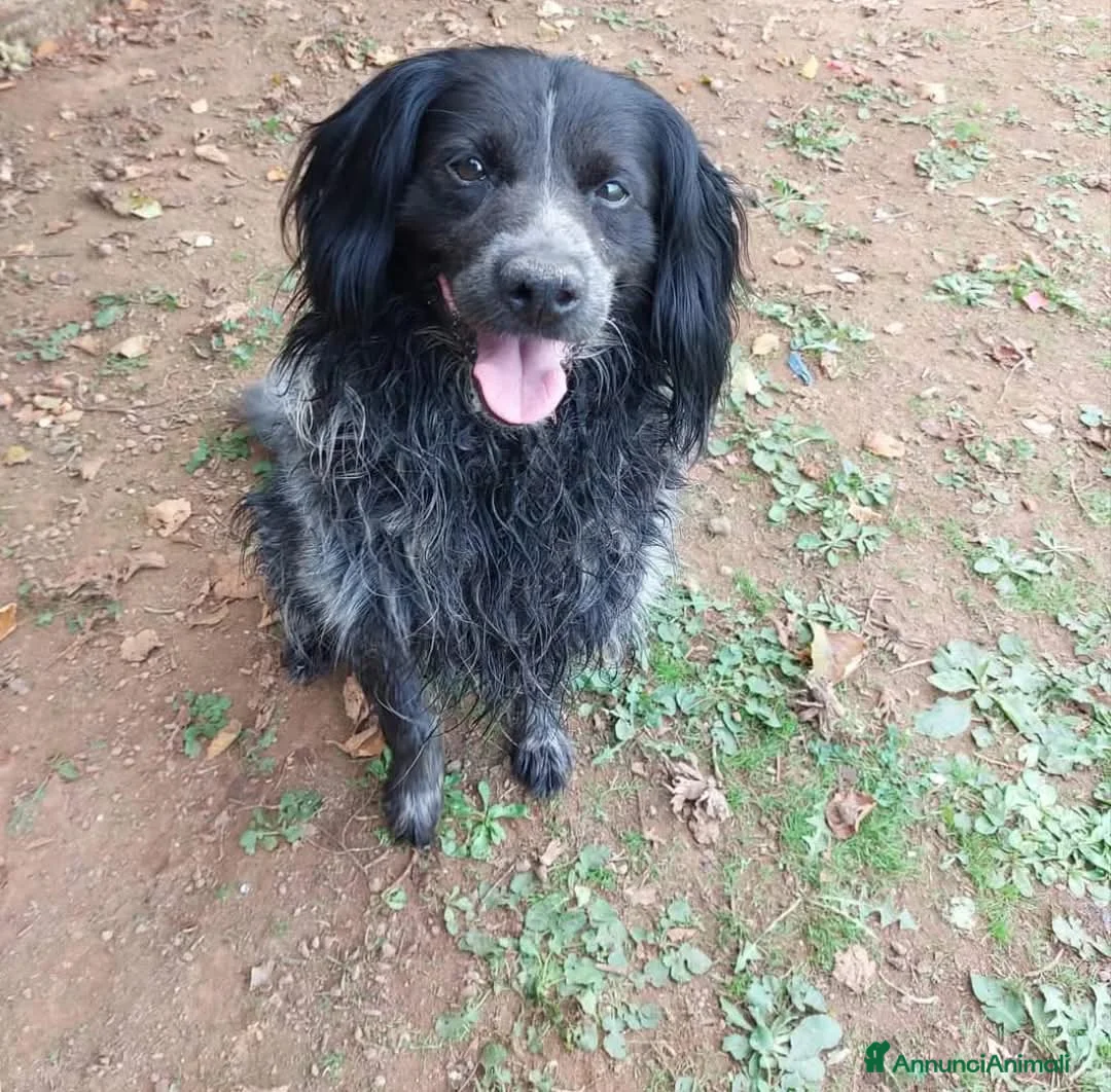Altre razze cani in regalo: Elliot a Provincia di Viterbo - Annuncio 2
