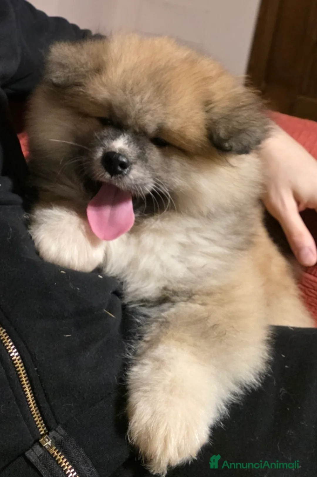 Akita Inu cani in vendita: Cuccioli Akita Inu  - Annuncio 8