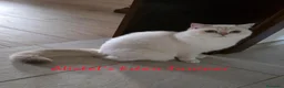 British gatti in vendita: Gattina amorevole  - Annuncio 1