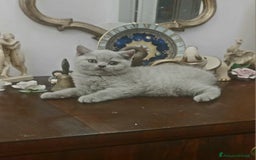 British gatti in vendita: Cucciolo British Shorthair  - Immagine 1