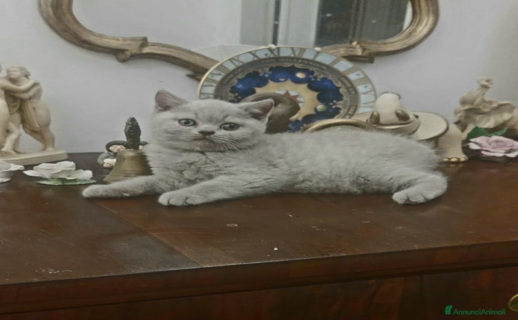 British gatti - Annuncio 7