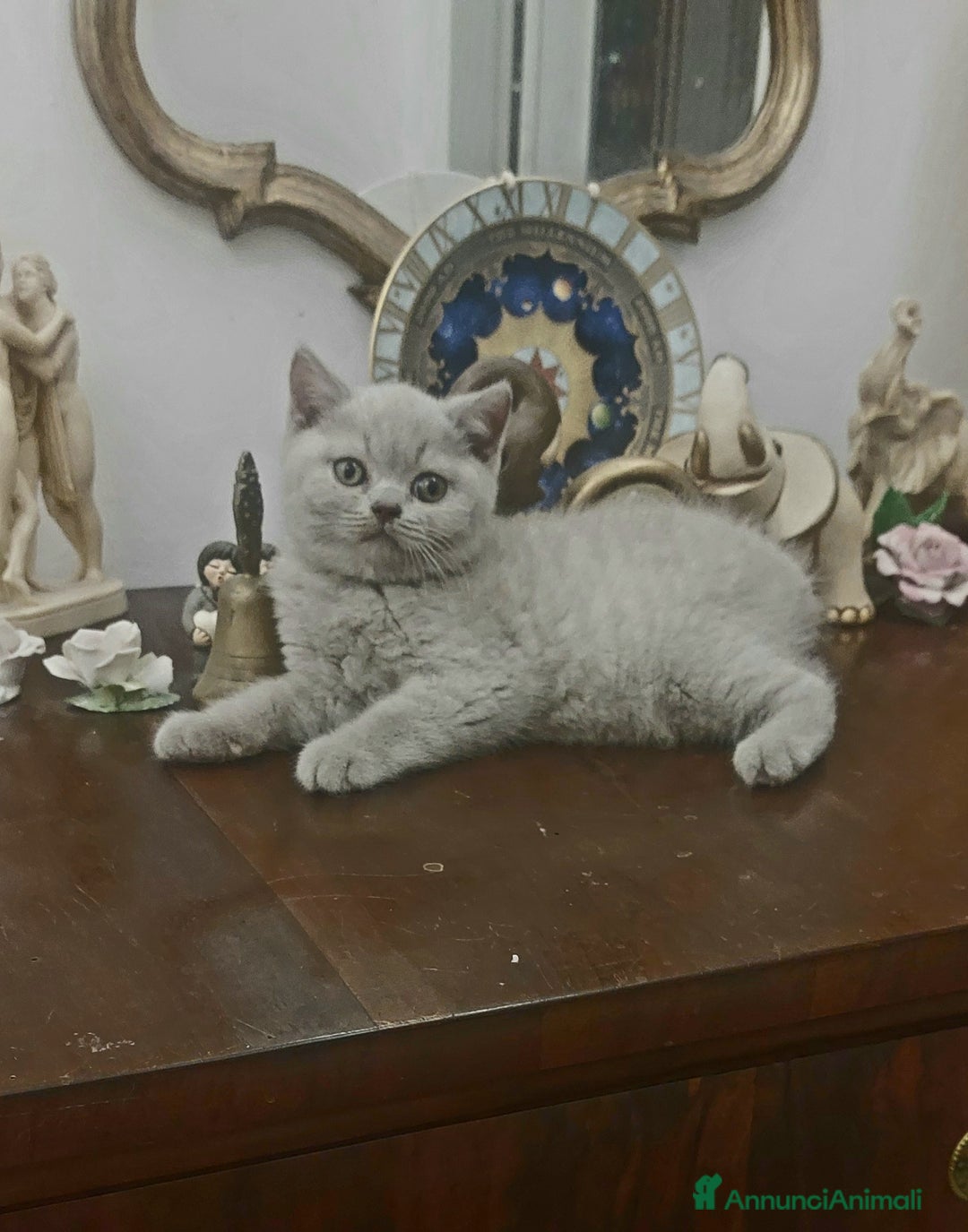 British gatti in vendita: Cucciolo British Shorthair  - Immagine 1